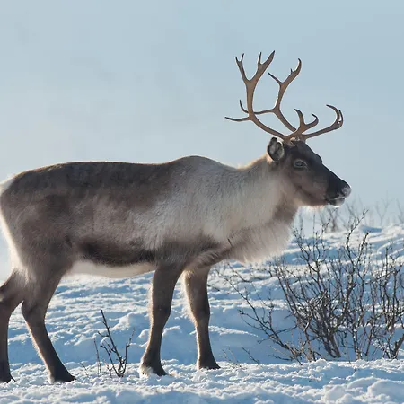 Adventure Senja Skrollsvika
